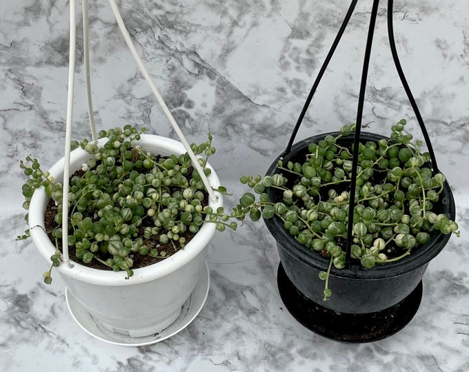 Variegated String of Pearls - Senecio Rowleyanus variegata- 4” Hanging Basket, your choice of black or white