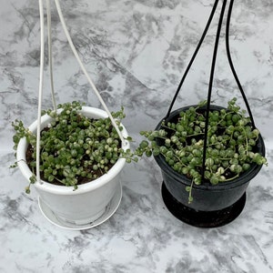 Variegated String of Pearls - Senecio Rowleyanus variegata- 4” Hanging Basket, your choice of black or white