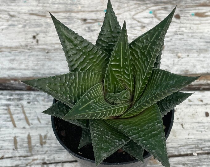 Haworthia limifolia - 3" pot