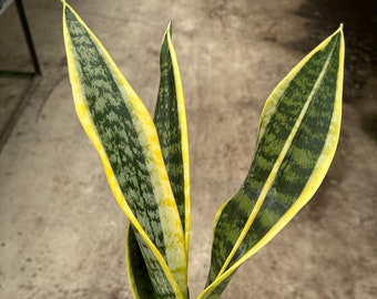 Sansevieria ‘Laurentii’