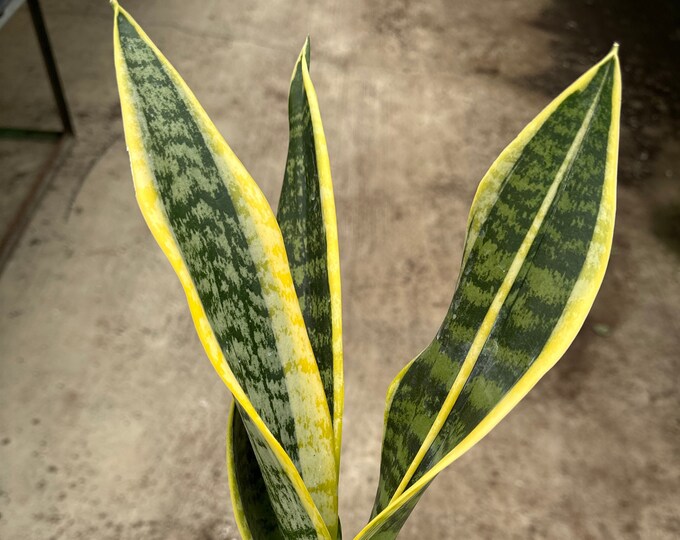 Sansevieria ‘Laurentii’