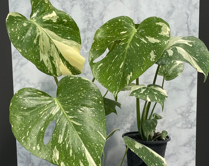 Thai Constellation Monstera - 4" pot - Grower's Choice