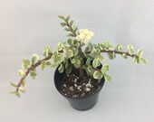 Portulacaria foliis variegatus - Variegated Elephant Bush, Dwarf Jade - 3 quot pot