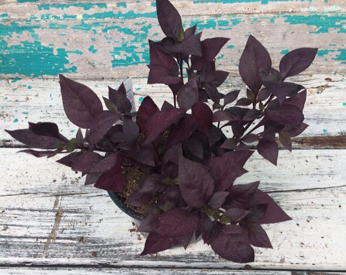 Alternanthera 'Little Ruby' - 4" pot