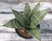 Sansevieria 39 Silver Star 39 - Bird 39 s Nest Snake Plant - 4 quot Pot