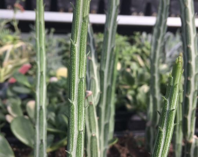 Senecio stapeliiformis - Pickle Plant