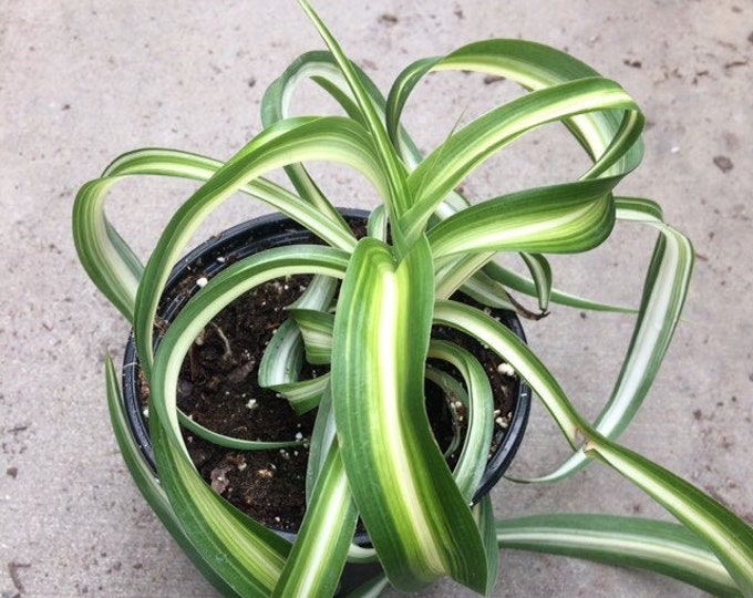Curly spider Plant - 4" Pot