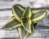Sansevieria 39 Sunny Star 39 - Bird 39 s Nest Snake Plant - 4 quot Pot