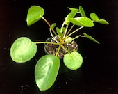 Pilea peperomioides, Chinese Money Plant, UFO Plant - 3 quot pot