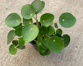 Pilea peperomioides, Chinese Money Plant, UFO Plant - 4 pot