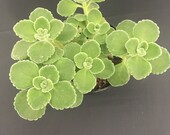 Plectranthus tomentosa - 3 quot pot - Vick 39 s Plant