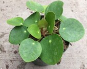 Pilea peperomioides, Chinese Money Plant, UFO Plant - 3 quot pot
