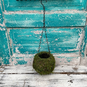 May include: A green moss ball hanging from a black chain on a hook. The moss ball is in a wire basket and is hanging against a turquoise blue wooden door.