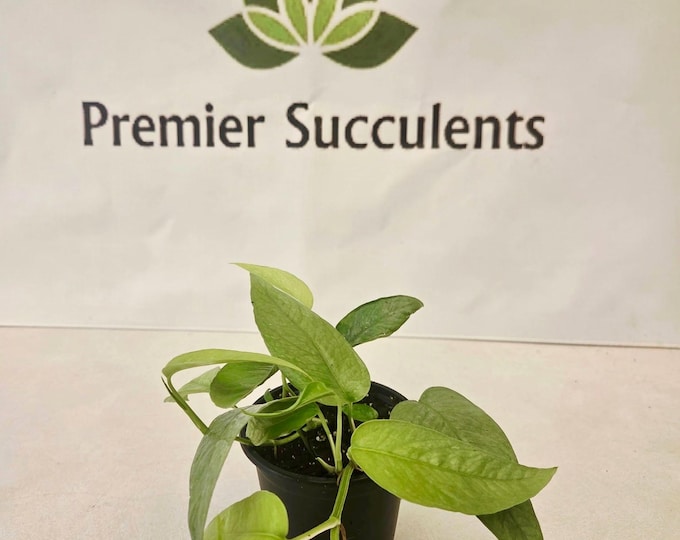 Epipremnum pinnatum Cebu Blue - Cebu Blue Pothos - 4" pot