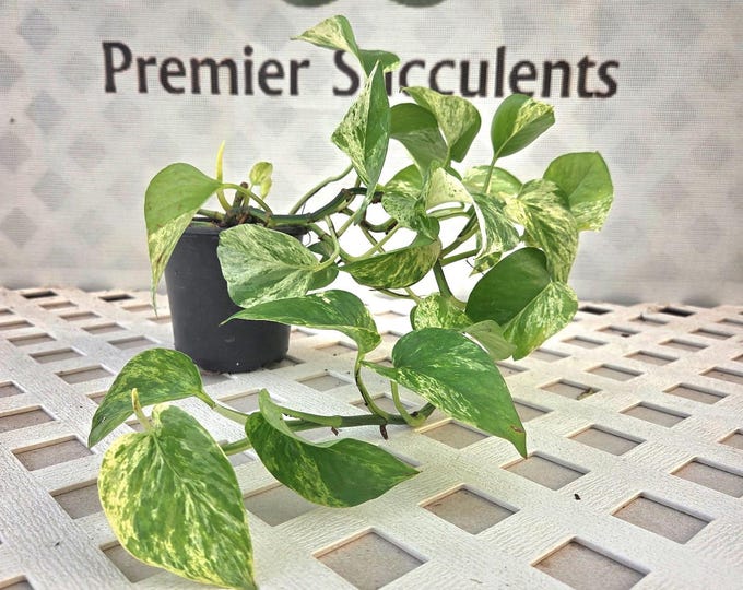 Marble Queen Pothos - 4" pot
