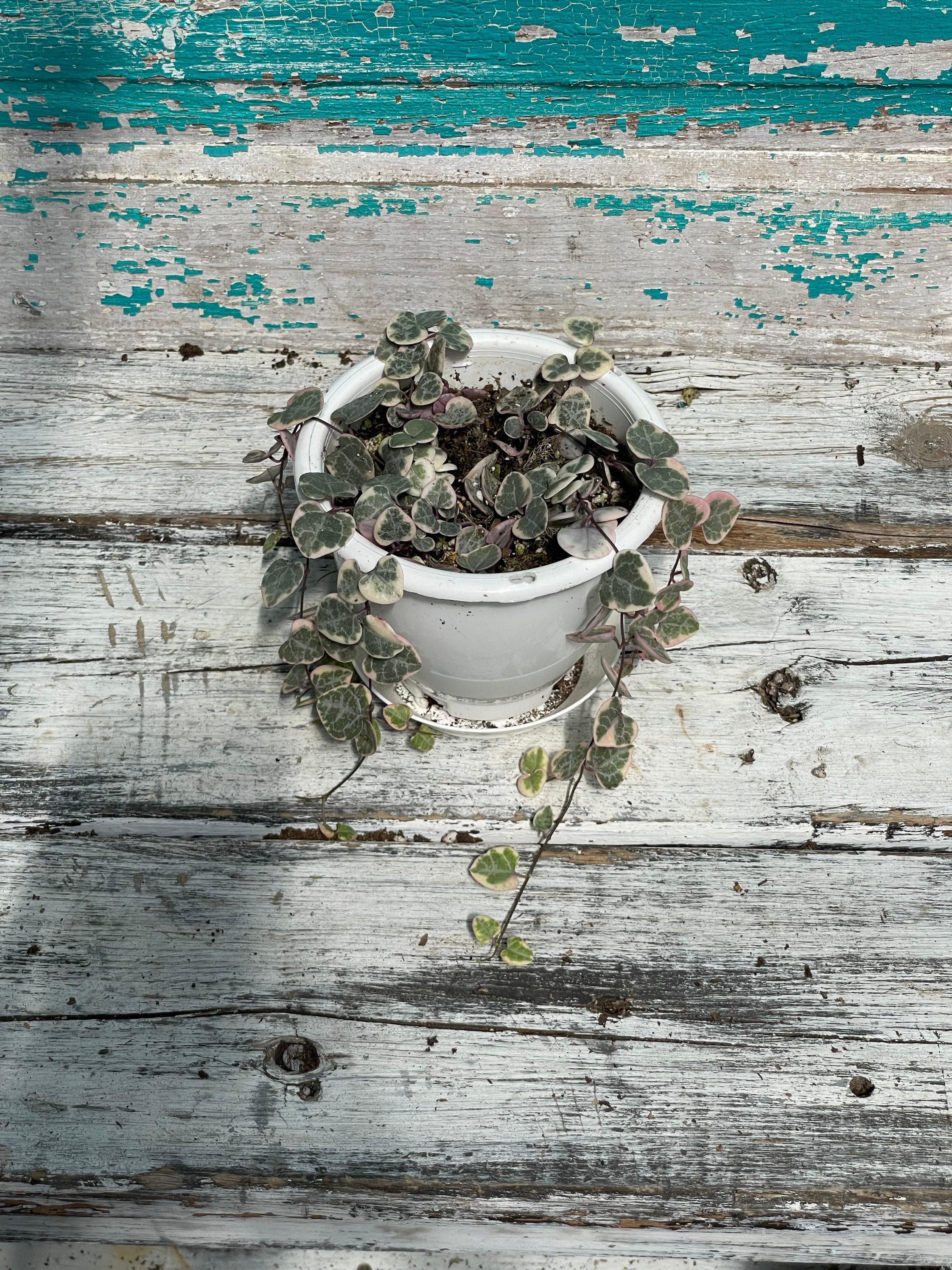 Variegated String of Hearts 4 Hanging Basket