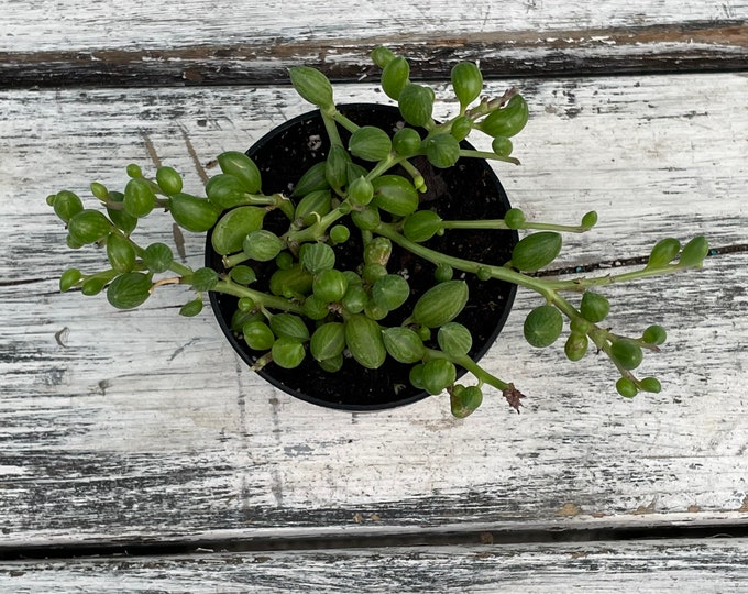 String of Watermelons 3"  - Senecio Herreanus