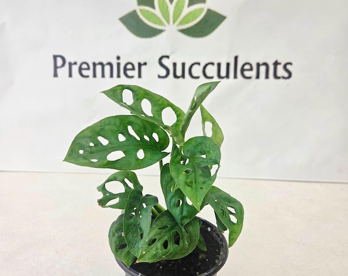 Monstera Adansonii - 4" pot