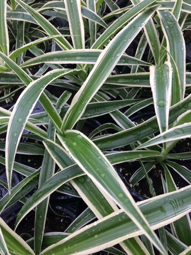 Spider Plant (Reverse Variegated)