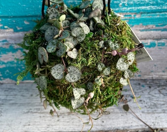 Kokedama Hanging Planter - String of Hearts 4" Moss Ball Planter - Choices available!