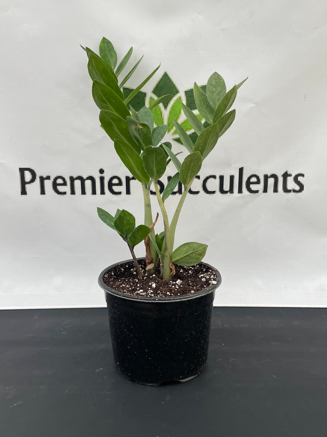 Zamioculcas Zamiifolia ZZ Plant Etsy