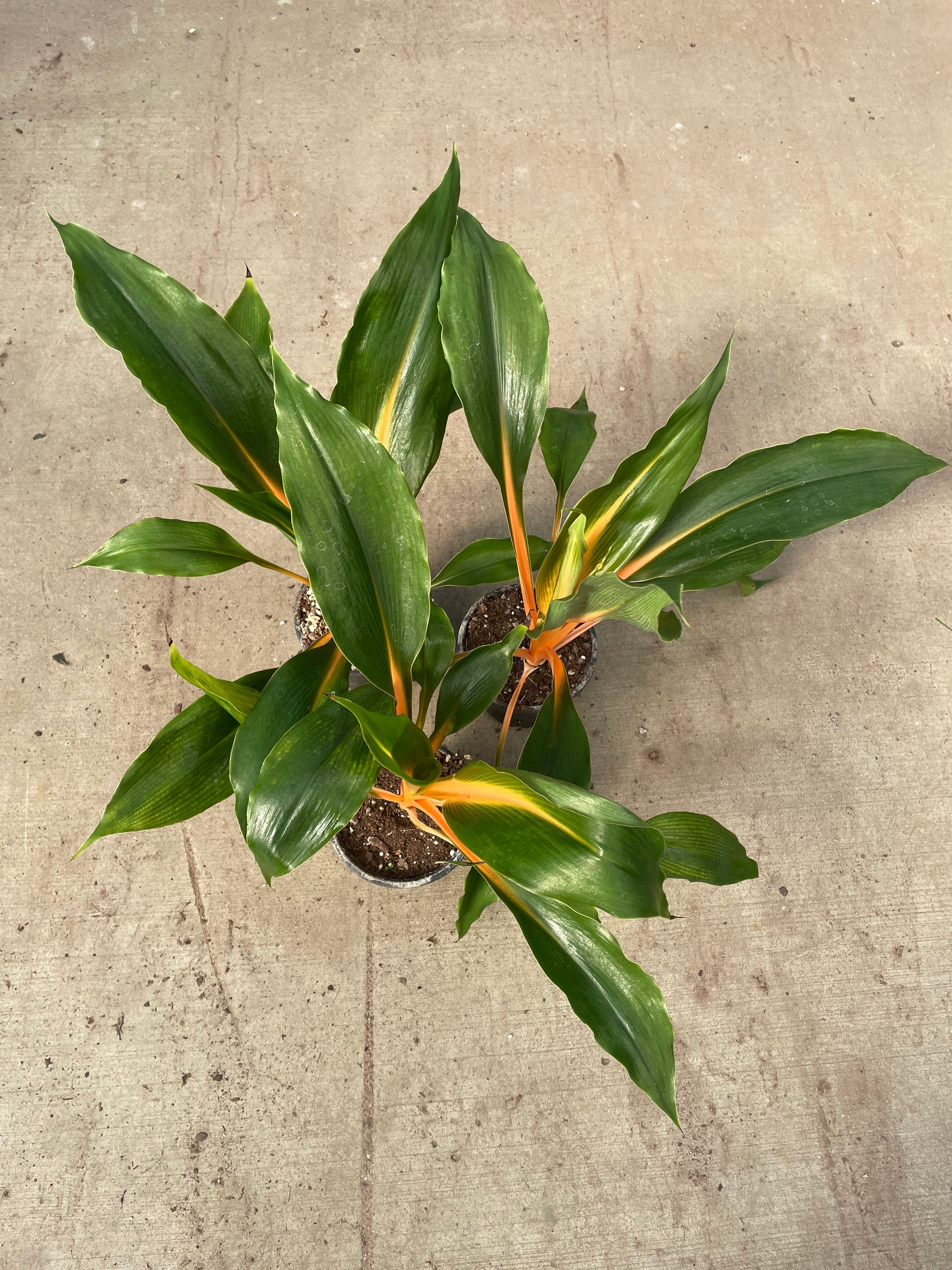 Mandarin Spider Plant 4 Pot Chlorophytum Amaniense - Etsy