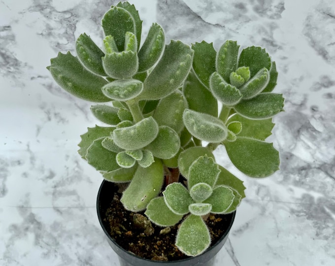 Bear's Paw - Cotyledon tomentosa subsp. ladismithiensis - 3" Pot