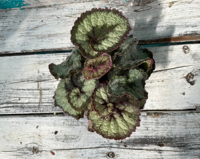 Begonia 'Escargot' - 4" pot