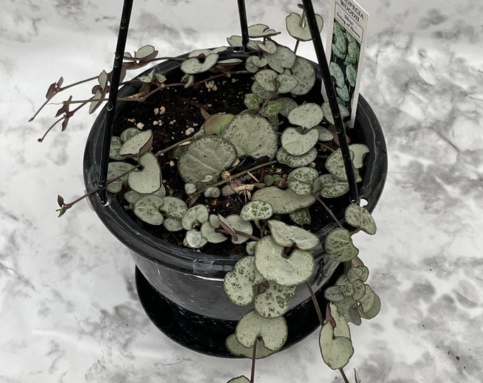 Silver Glory String of Hearts 4" Hanging Basket - Your Choice of Black or White