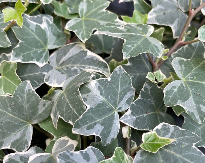 4" Ivy ‘Glacier’ - Hedera Helix - Please read full listing details