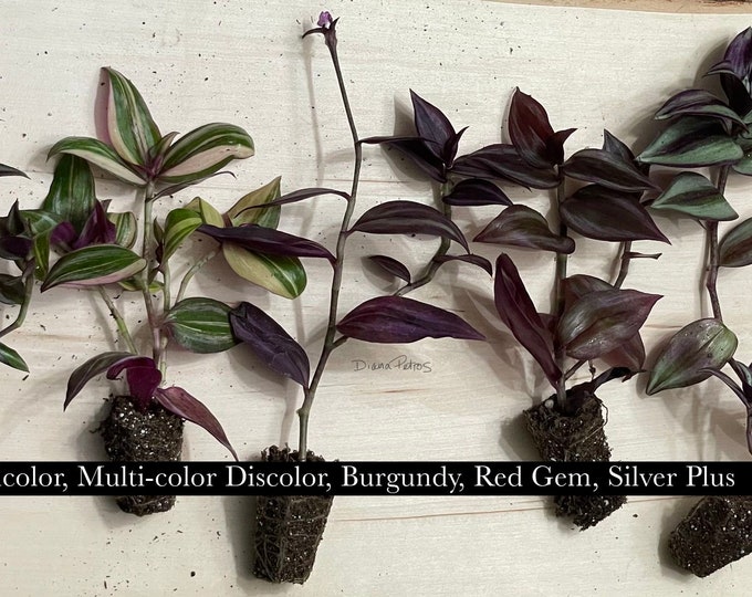 Tradescantia Plugs or Cuttings - Zebrina varieties - Choose your own! - Quadricolor, Multicolor Discolor, Red Gem, Burgundy