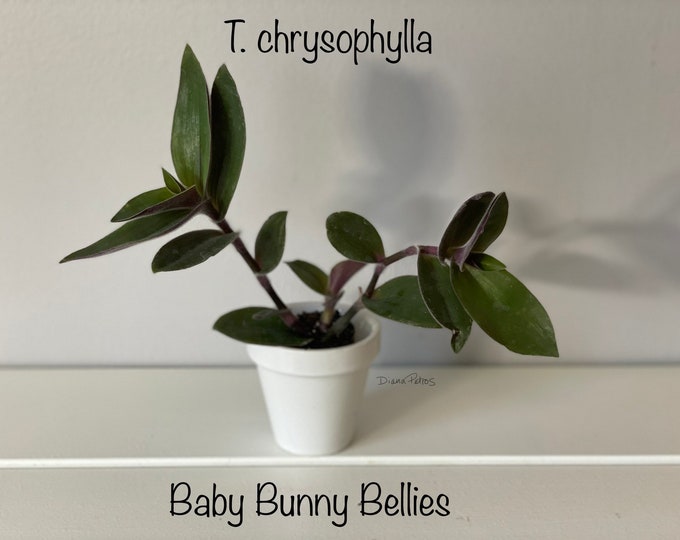 Tradescantia Chrysophylla - Baby Bunny Bellies - 3 rooted starter plants