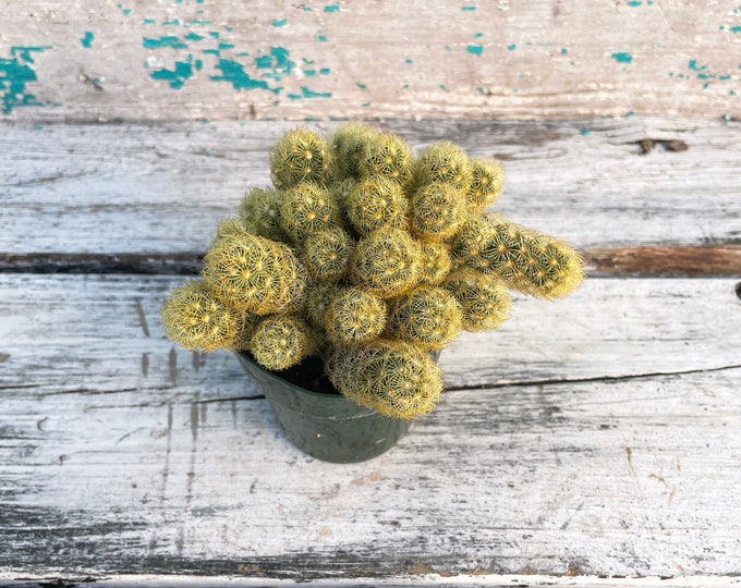 Mammillaria elongata - 3" pot