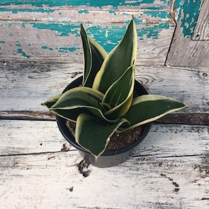May include: A white ceramic mug with a black handle and the text "But First, Coffee" in a handwritten style. The mug is on a white surface. The mug is approximately 4 inches tall.