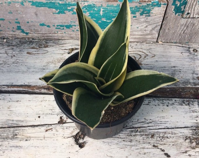 Sansevieria 'Black Star'- 4" Pot