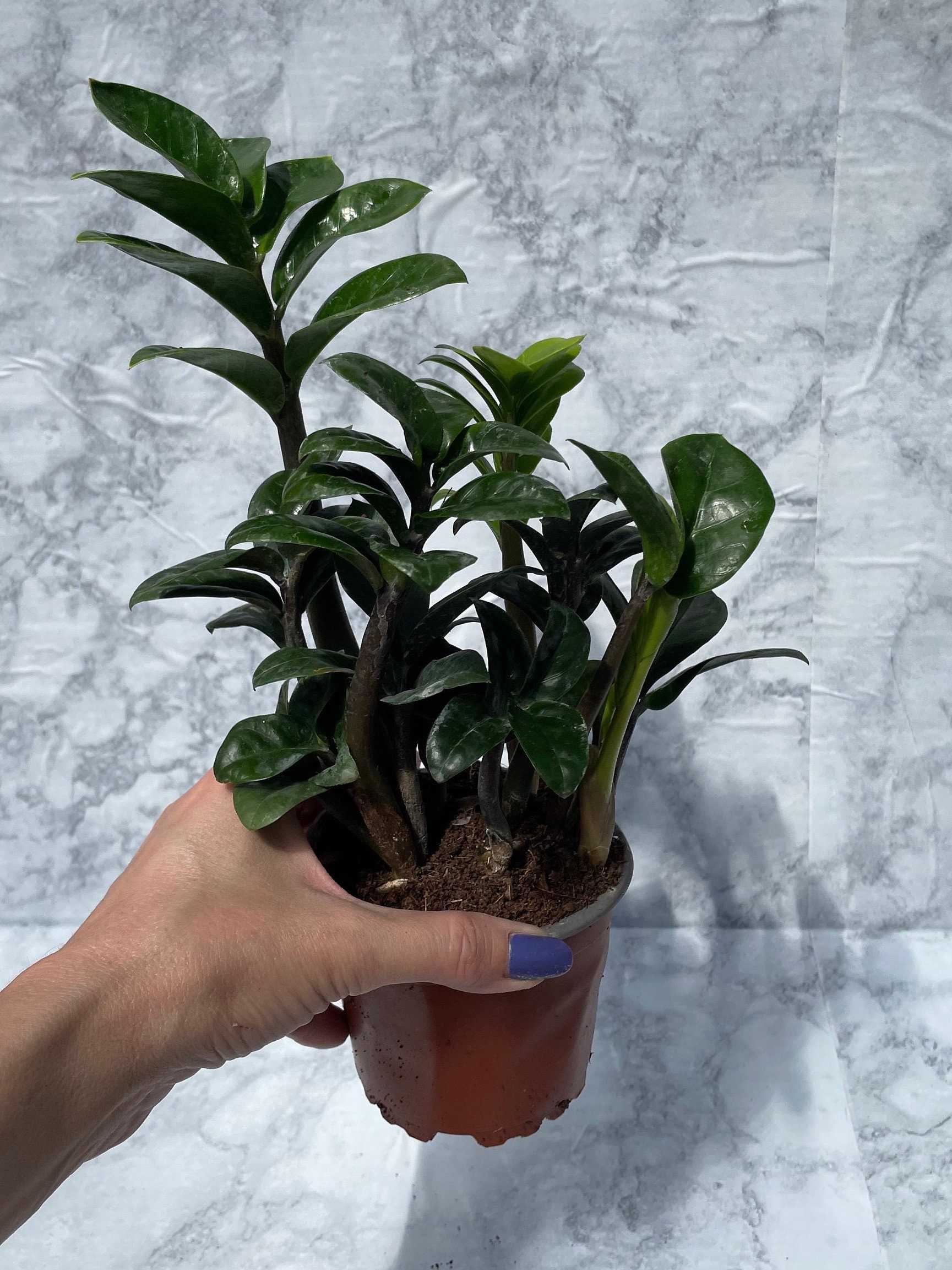 ZZ Zenzi (Zamioculcas Zamiifolia (ZZ Plant)) Dwarf Variety 4 Pot