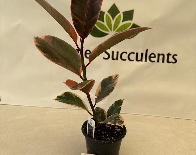 Ficus Elastica Belize - Variegated Rubber Plant - 4" pot