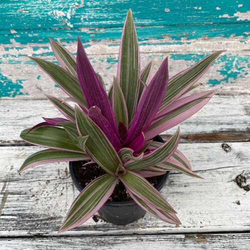 3three Oyster Plants Rhoeo Tricolor Tradescantia Spathacea Etsy