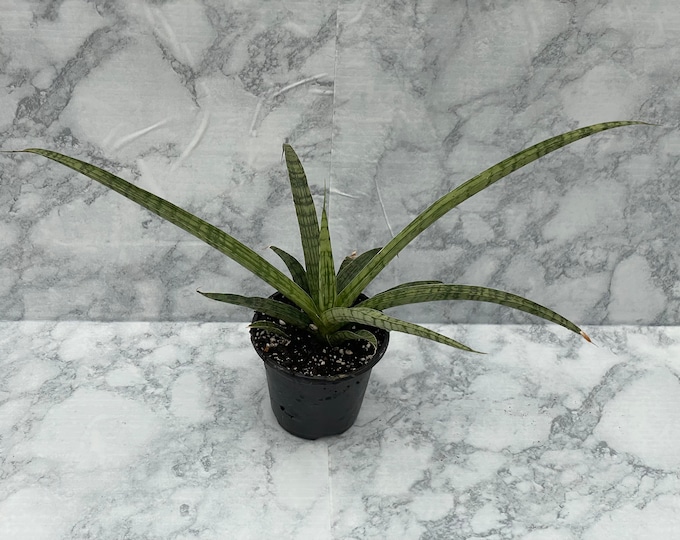 Sansevieria 'Silver Steel' - 4" Pot