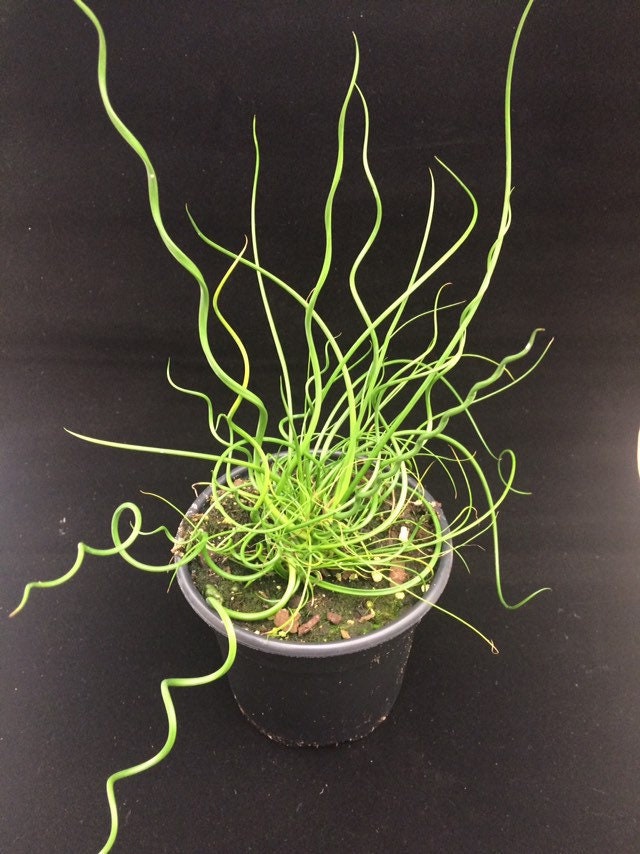 4 Juncus 'Twisted’