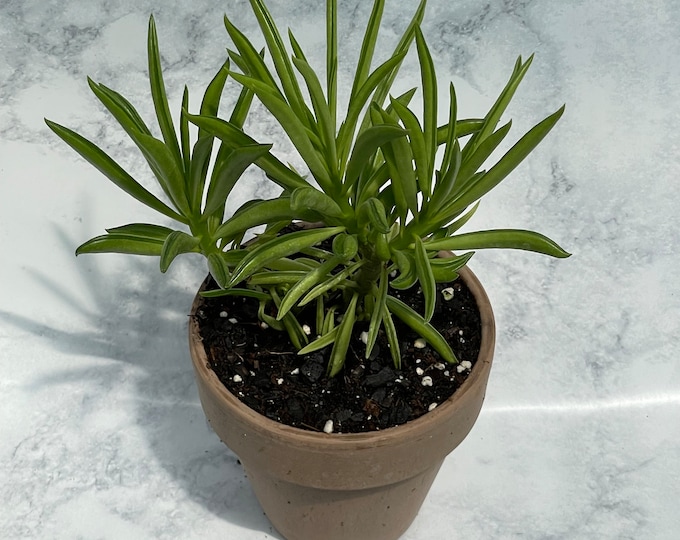 Peperomia ferreyrae - Happy Bean Peperomia - 4” pot