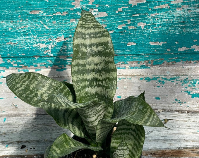 Sansevieria trifasciata 'Robust' - 4" Pot