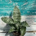 see more listings in the Sansevieria section