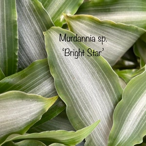 Murdannia sp. 'Bright Star' image 2
