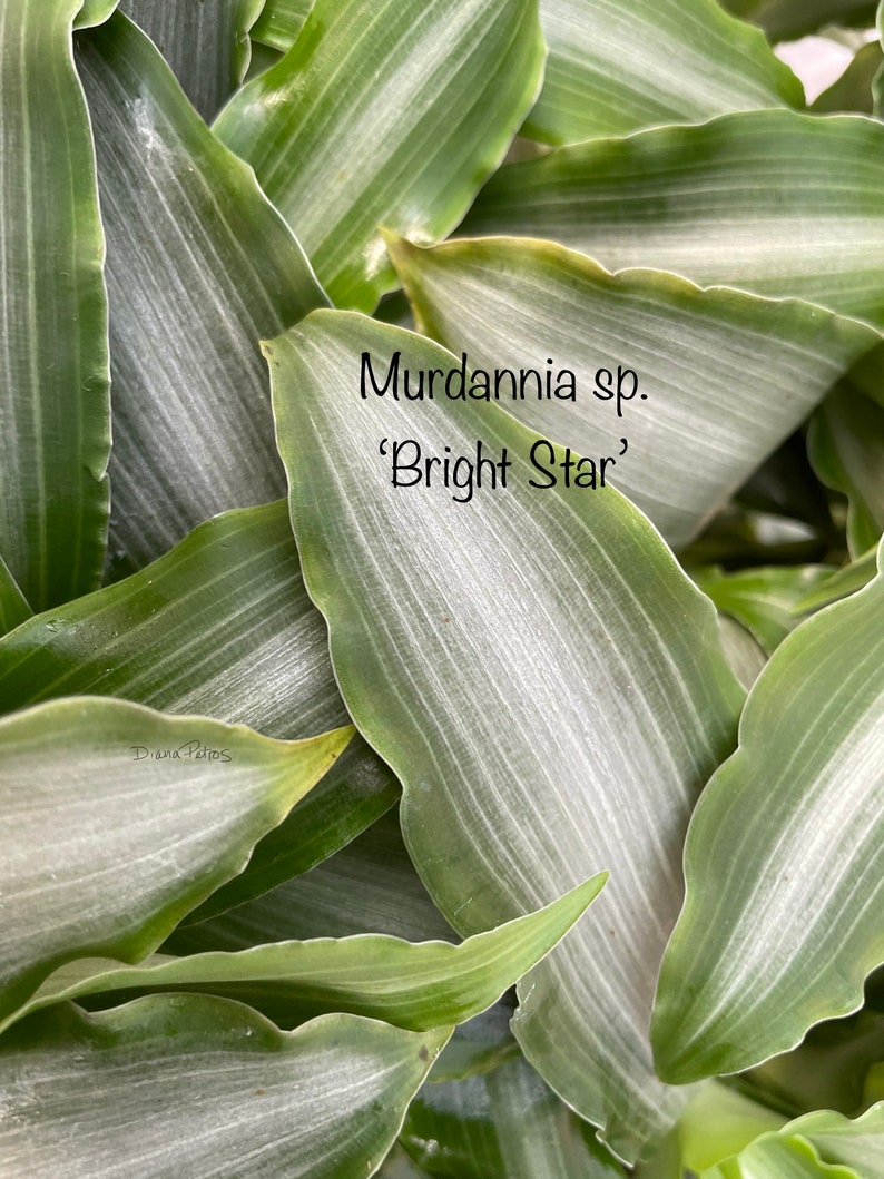 Murdannia sp. 'Bright Star' image 2