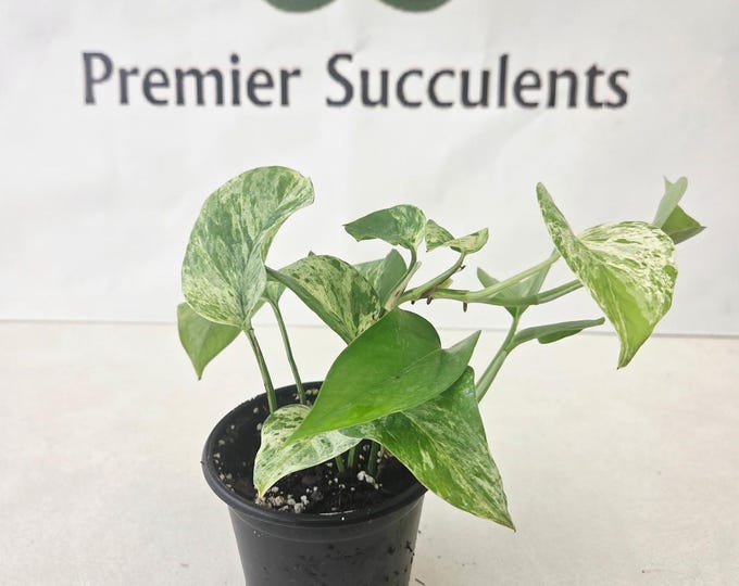 Marble Queen Pothos - 4" pot