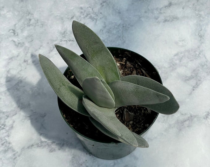 Crassula falcata - succulent 3" pot - Propeller Plant, Airplane Plant