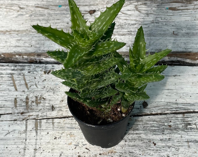 Aloe Juvenna aka Tiger Tooth Aloe- 3" Pot