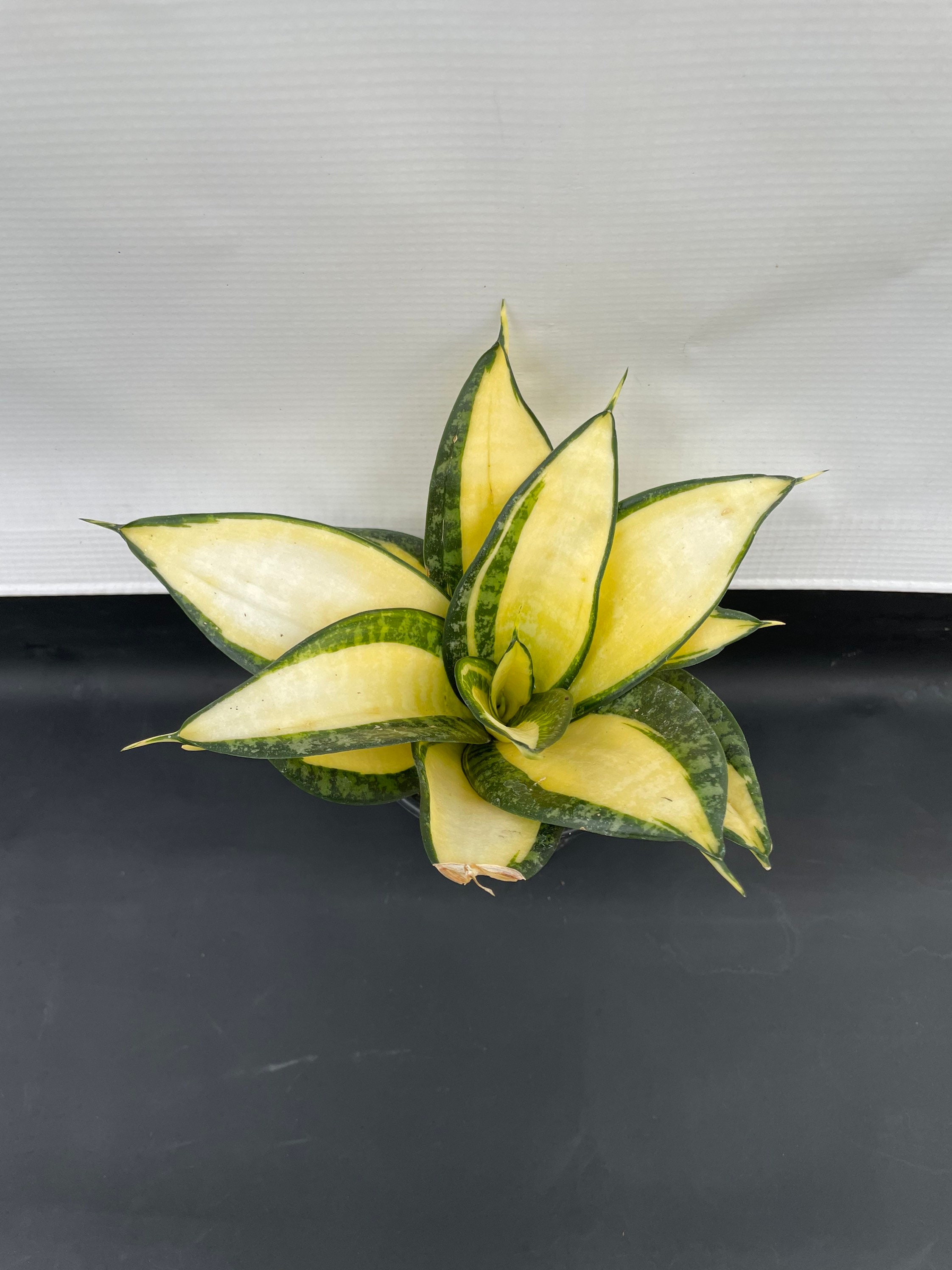 Sansevieria 'Citrine Star' - Maceta de 4" - Obtenga una planta de  serpiente GRATIS con la compra de cualquier planta de serpiente en nuestra  tienda! Vea la lista para ms detalles! - Etsy Espaa