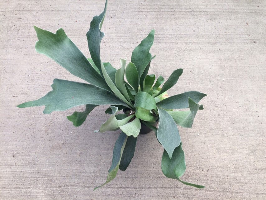 Staghorn Fern - 4 pot
